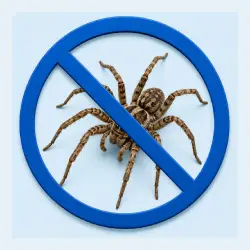 Aranha