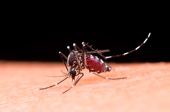Mosquito, inseto controlado pelo serviço profissional de dedetização da Razix